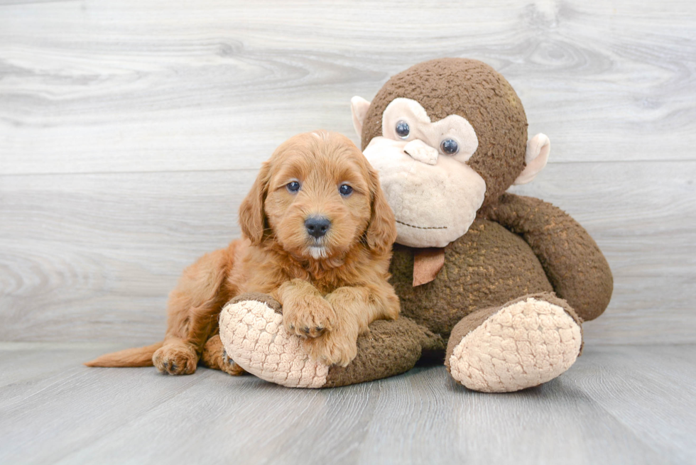 Friendly Mini Goldendoodle Baby