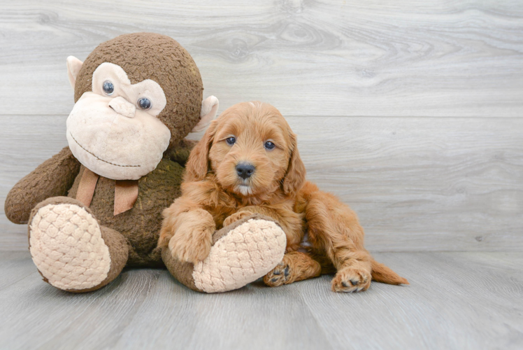 Mini Goldendoodle Puppy for Adoption