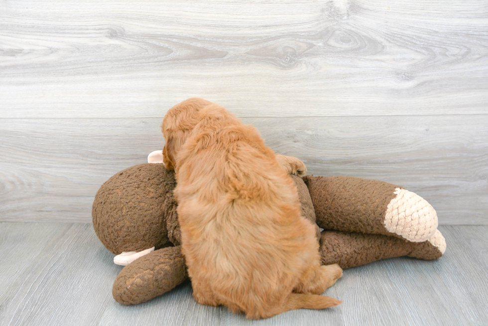 Funny Mini Goldendoodle Poodle Mix Pup