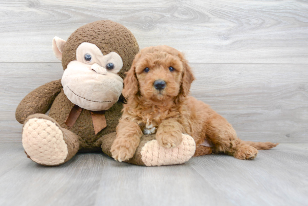 Little Golden Retriever Poodle Mix Puppy