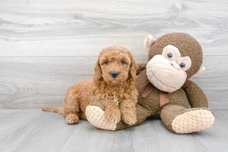 Small Mini Goldendoodle Baby