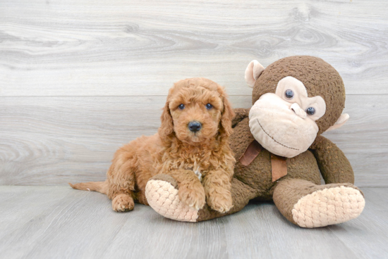 Small Mini Goldendoodle Baby