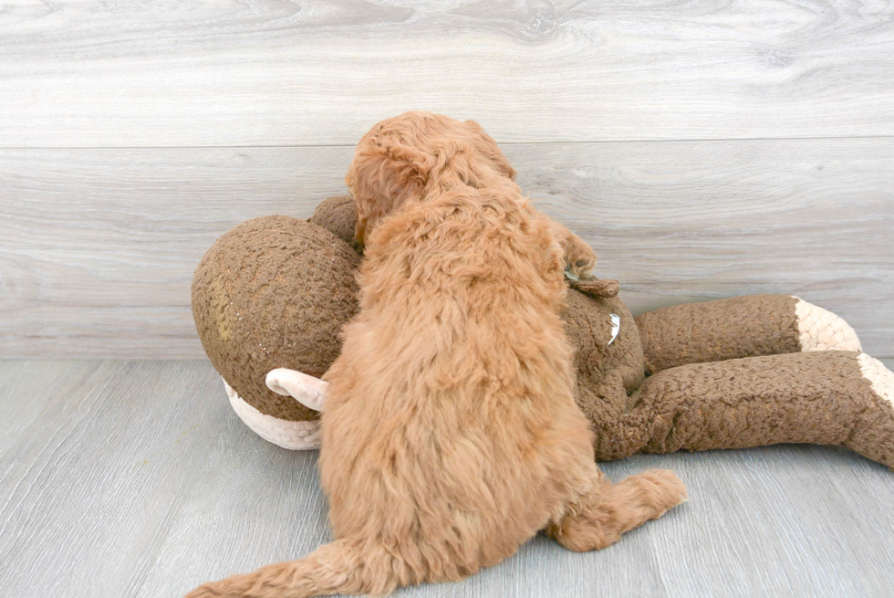 Mini Goldendoodle Pup Being Cute