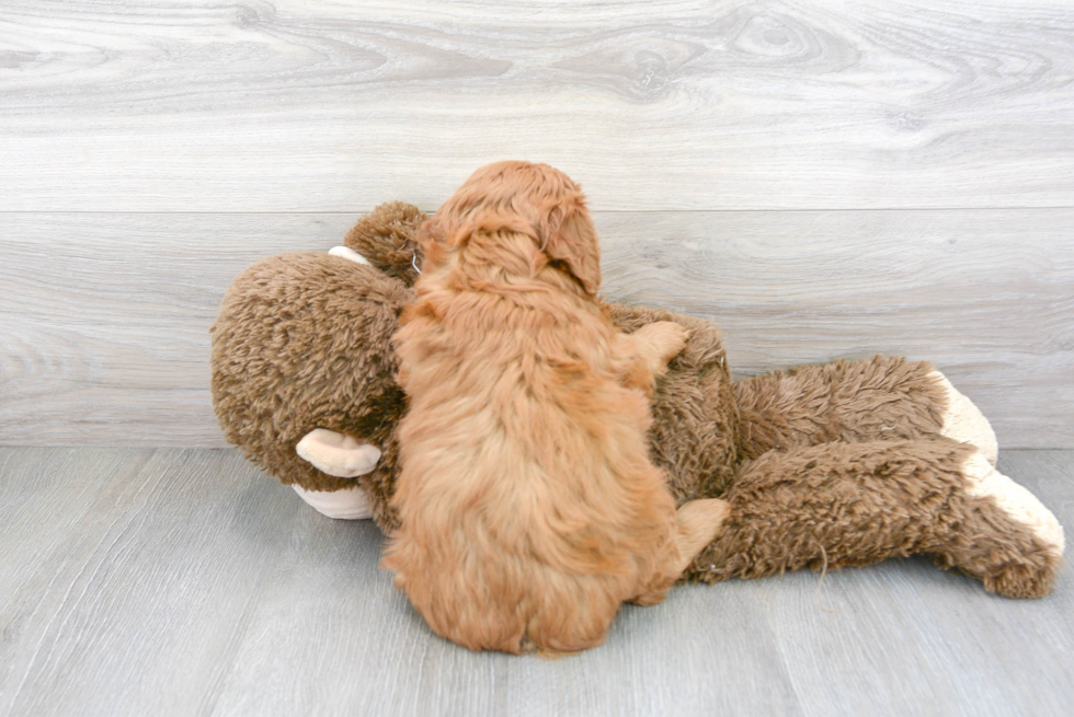 Mini Goldendoodle Pup Being Cute