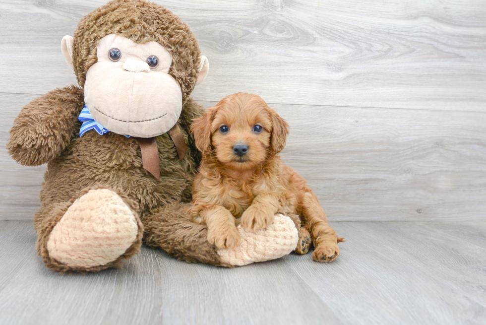 Mini Goldendoodle Puppy for Adoption