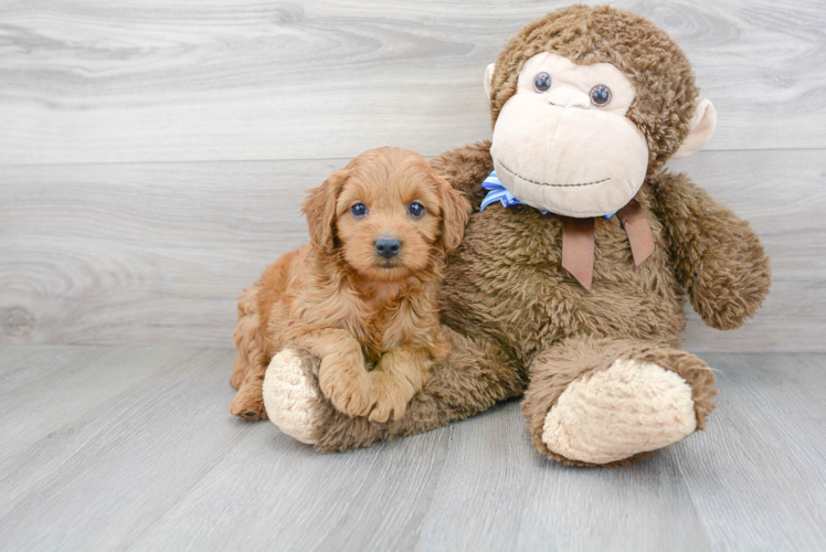 Best Mini Goldendoodle Baby