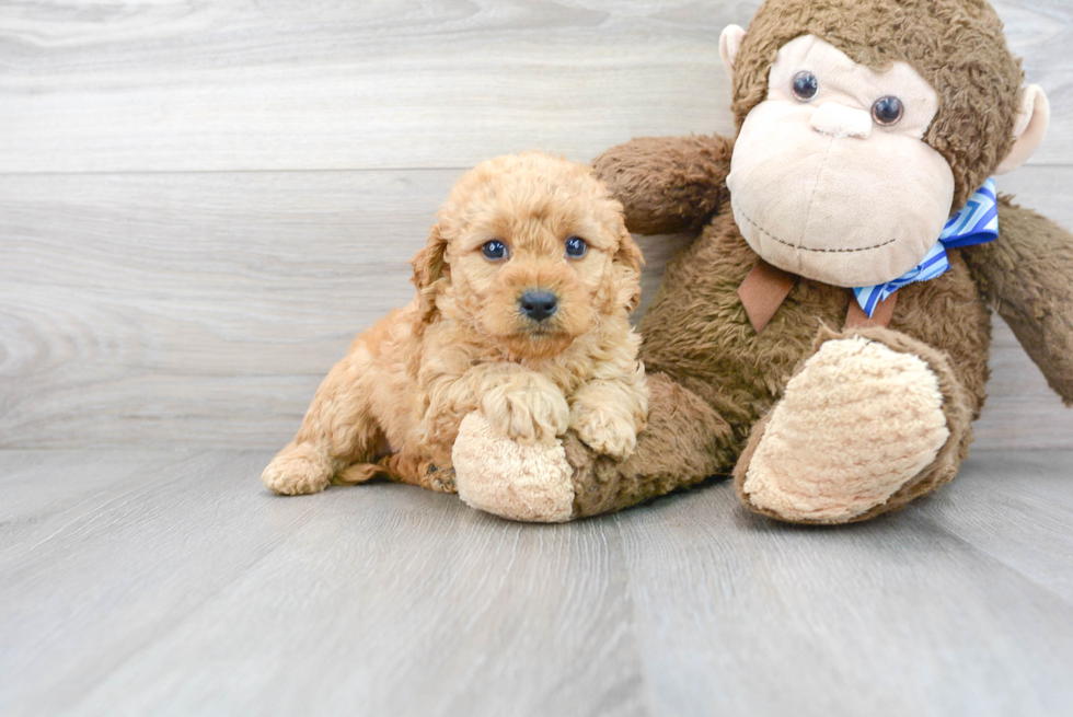 Best Mini Goldendoodle Baby