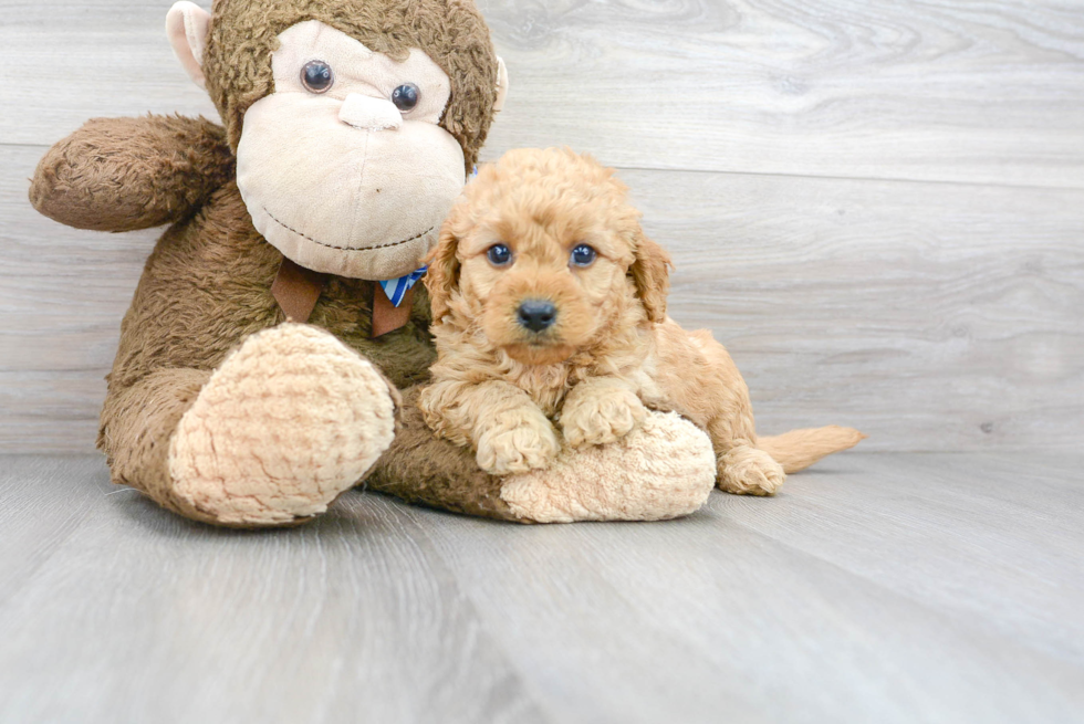 Adorable Golden Retriever Poodle Mix Puppy