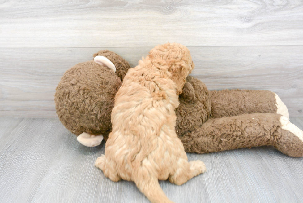 Mini Goldendoodle Pup Being Cute