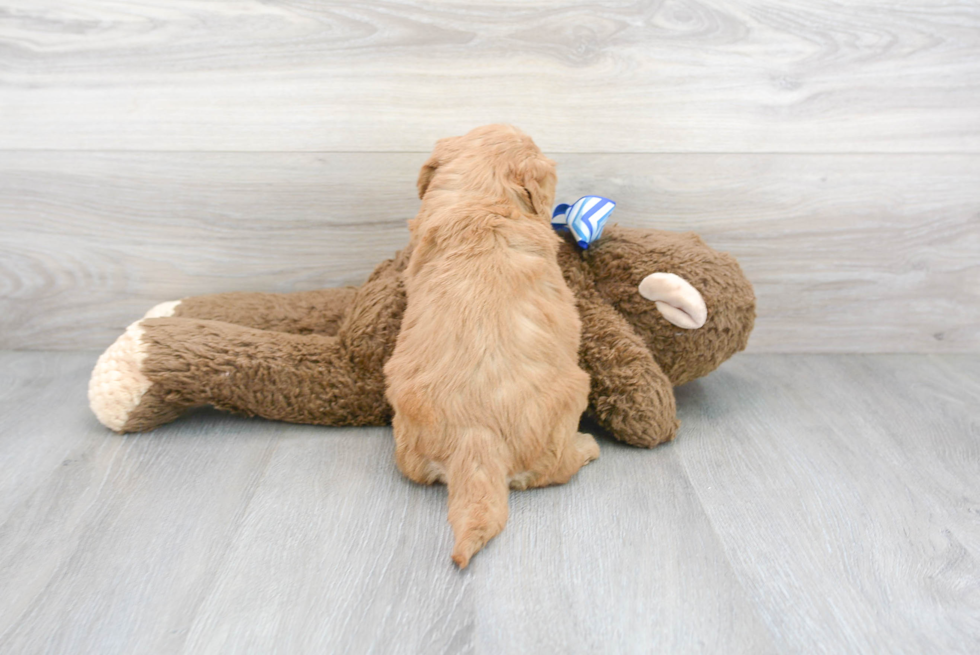 Sweet Mini Goldendoodle Baby