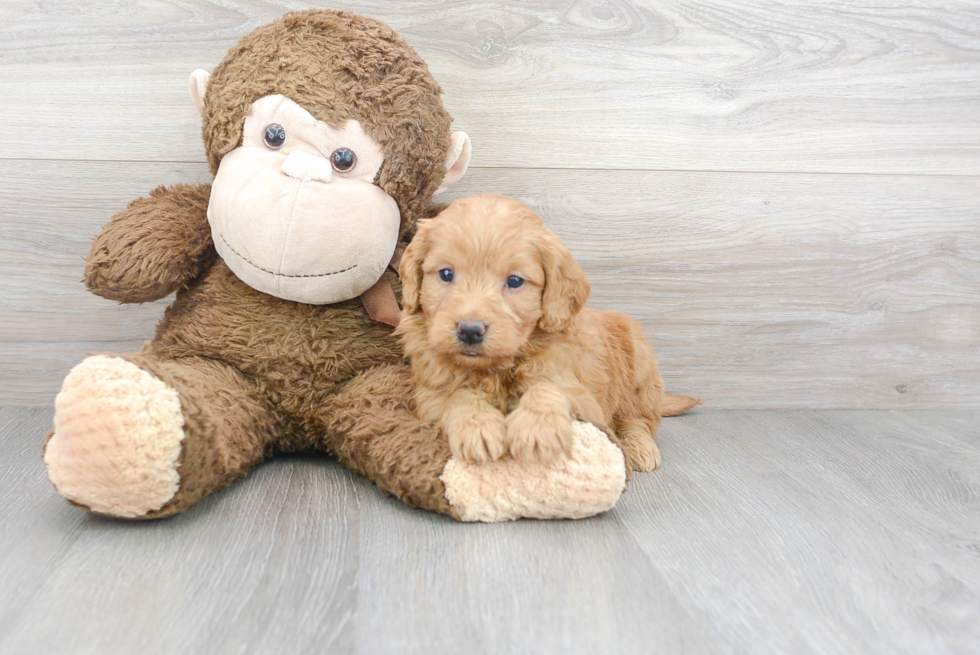 Popular Mini Goldendoodle Poodle Mix Pup