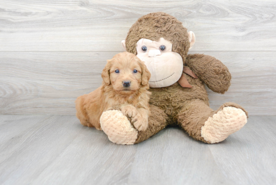 Cute Mini Goldendoodle Baby