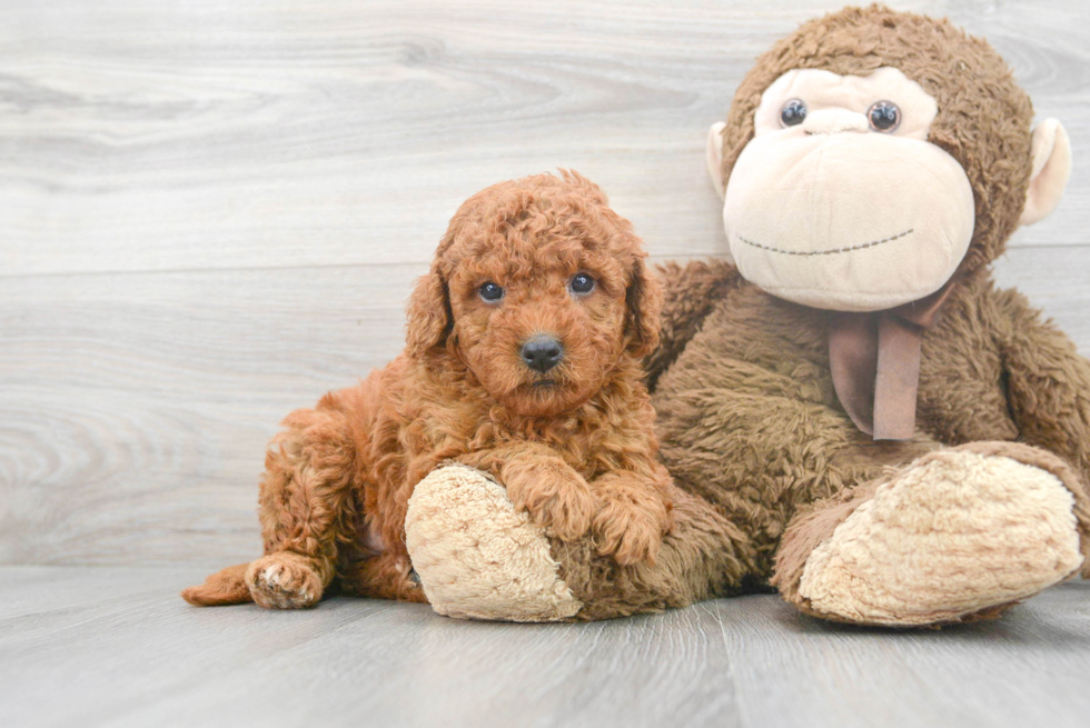 Mini Goldendoodle Puppy for Adoption