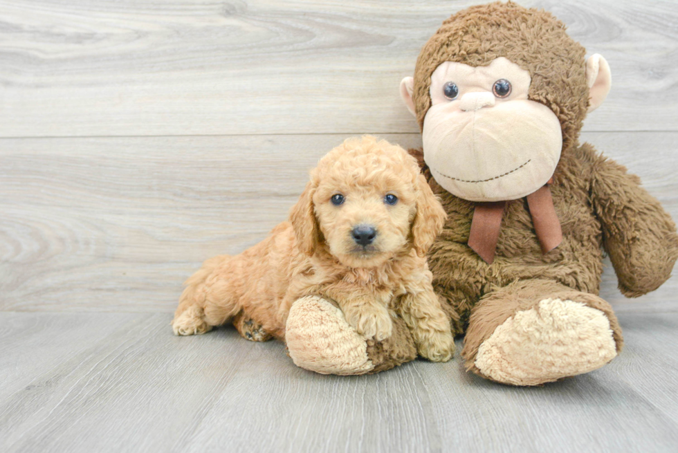 Mini Goldendoodle Pup Being Cute