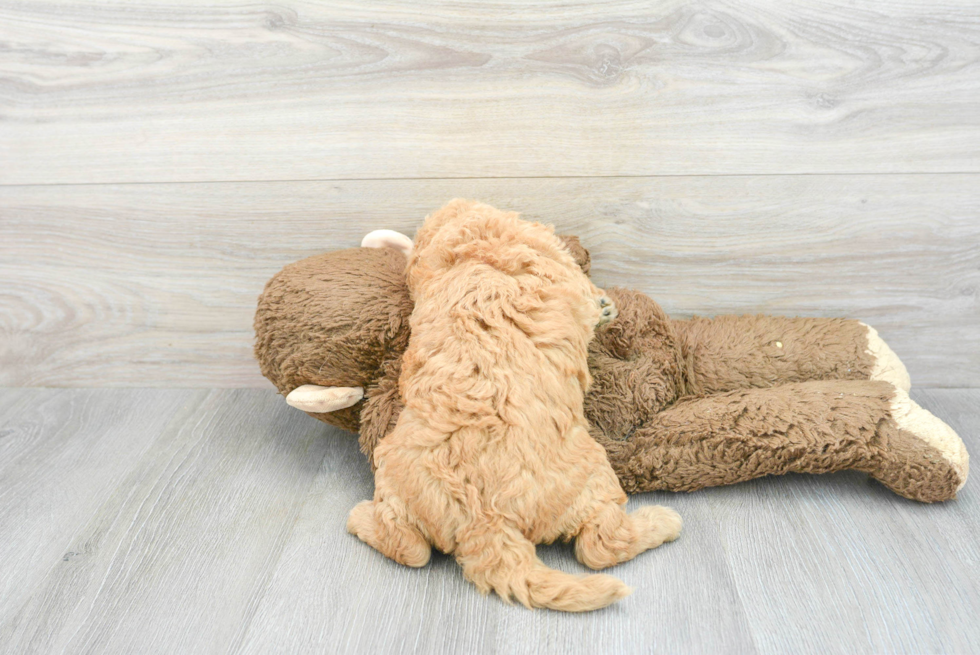 Funny Mini Goldendoodle Poodle Mix Pup