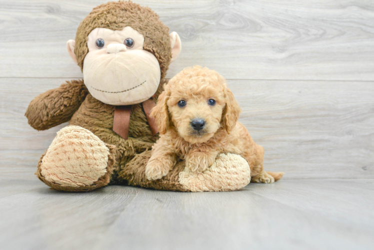 Best Mini Goldendoodle Baby
