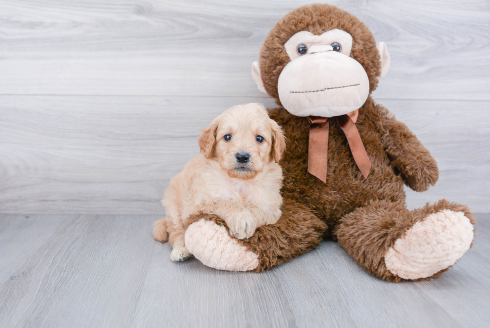 Little Golden Retriever Poodle Mix Puppy