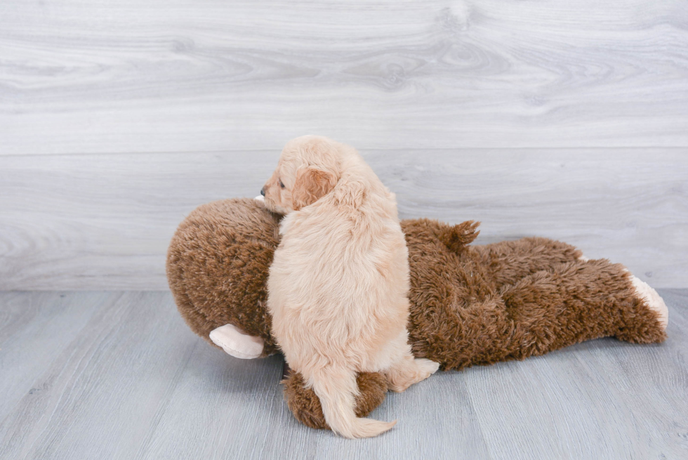 Popular Mini Goldendoodle Poodle Mix Pup