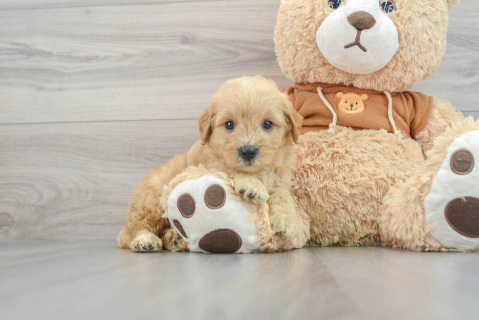 Best Mini Goldendoodle Baby