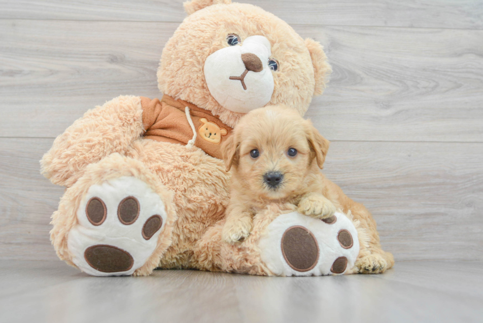 Mini Goldendoodle Puppy for Adoption