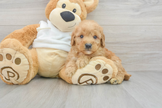 Energetic Golden Retriever Poodle Mix Puppy