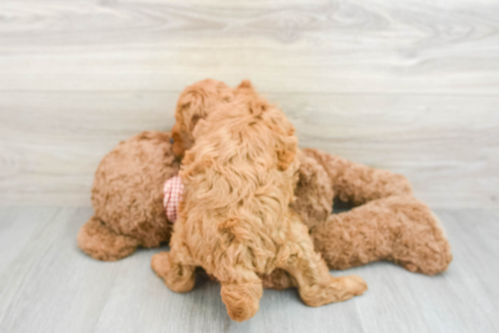 Mini Goldendoodle Pup Being Cute