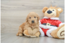 Mini Goldendoodle Puppy for Adoption