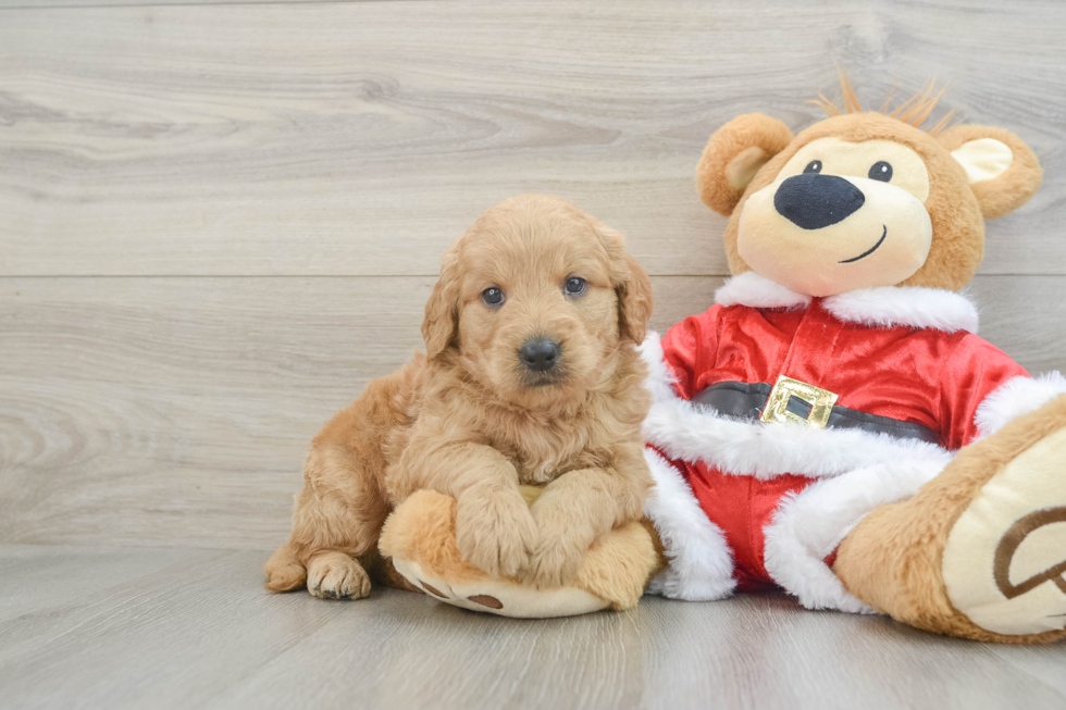 Mini Goldendoodle Puppy for Adoption