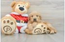 Mini Goldendoodle Puppy for Adoption