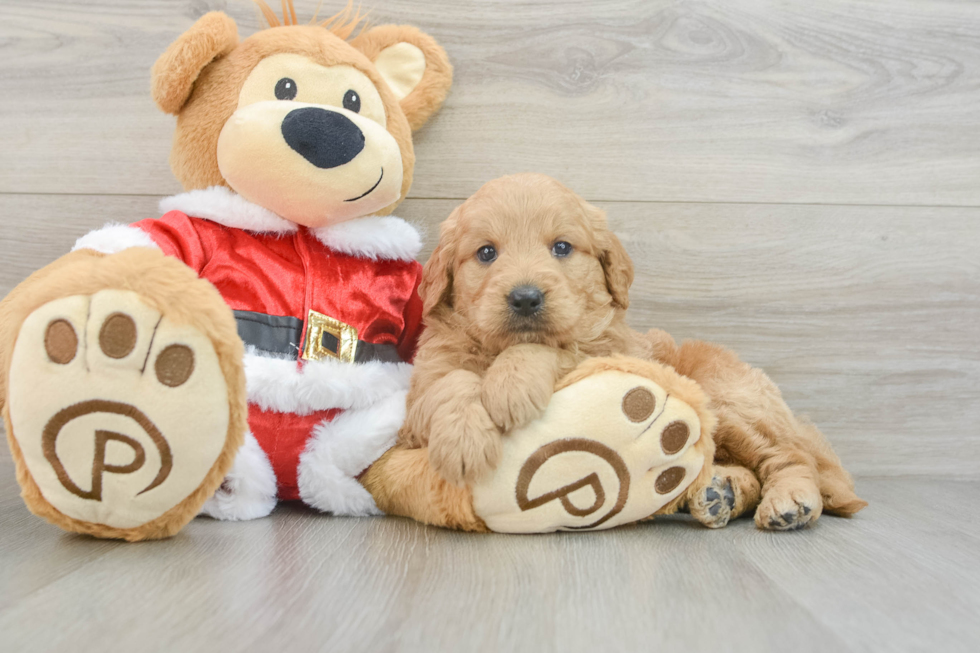 Mini Goldendoodle Puppy for Adoption