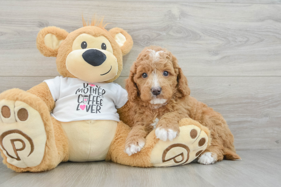 Funny Mini Goldendoodle Poodle Mix Pup