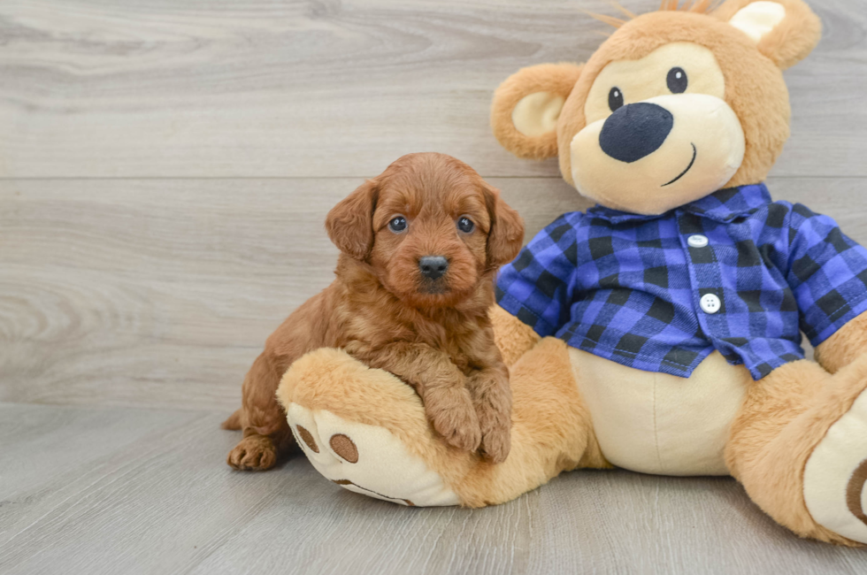 6 week old Mini Goldendoodle Puppy For Sale - Premier Pups