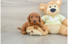 Friendly Mini Goldendoodle Baby