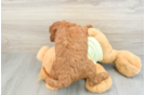 Best Mini Goldendoodle Baby