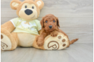 Small Mini Goldendoodle Baby