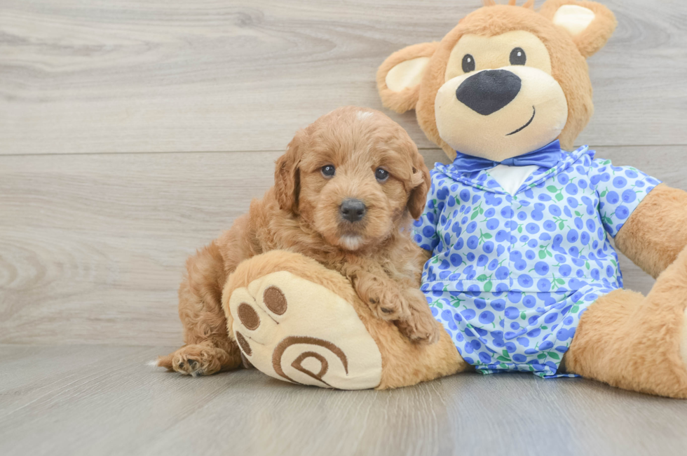 5 week old Mini Goldendoodle Puppy For Sale - Premier Pups