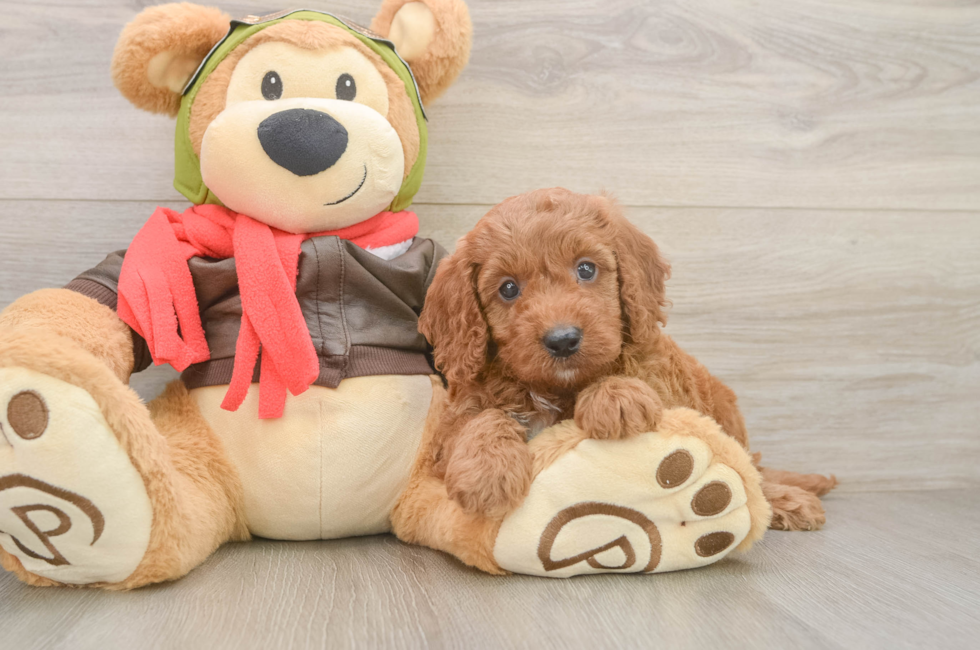 5 week old Mini Goldendoodle Puppy For Sale - Premier Pups