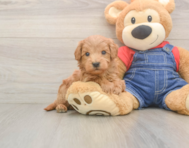 5 week old Mini Goldendoodle Puppy For Sale - Premier Pups