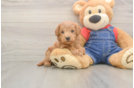 Mini Goldendoodle Pup Being Cute