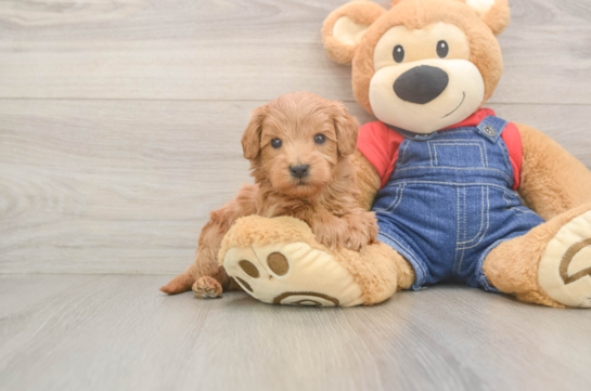 Mini Goldendoodle Pup Being Cute