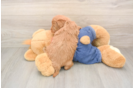 Popular Mini Goldendoodle Poodle Mix Pup