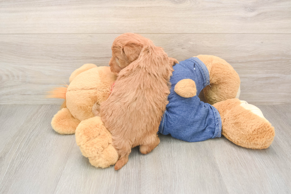 Popular Mini Goldendoodle Poodle Mix Pup