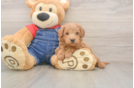 Mini Goldendoodle Puppy for Adoption