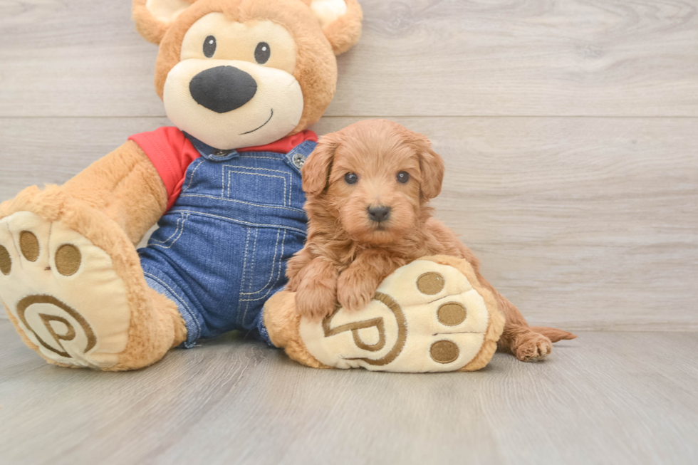 Mini Goldendoodle Puppy for Adoption