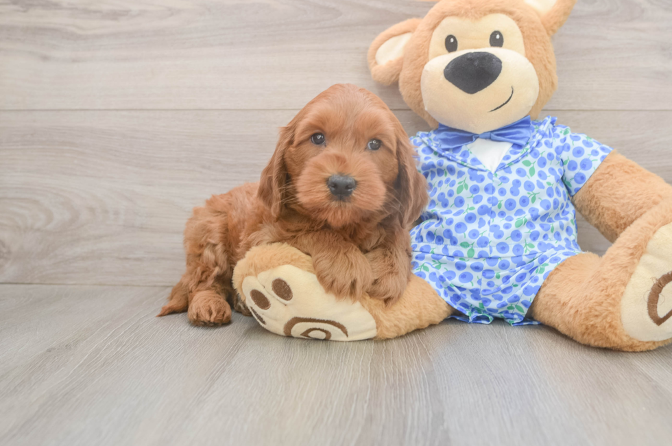 6 week old Mini Goldendoodle Puppy For Sale - Premier Pups