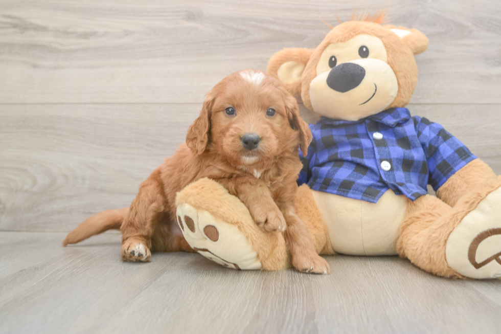 Meet Baker - our Mini Goldendoodle Puppy Photo  1/3 - Premier Pups Mini Goldendoodle Pup Being Cute
