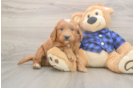 Meet Baker - our Mini Goldendoodle Puppy Photo  1/3 - Premier Pups Mini Goldendoodle Pup Being Cute