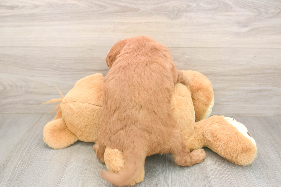 Meet Baker - our Mini Goldendoodle Puppy Photo  3/3 - Premier Pups Best Mini Goldendoodle Baby