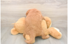 Meet Baker - our Mini Goldendoodle Puppy Photo  3/3 - Premier Pups Best Mini Goldendoodle Baby