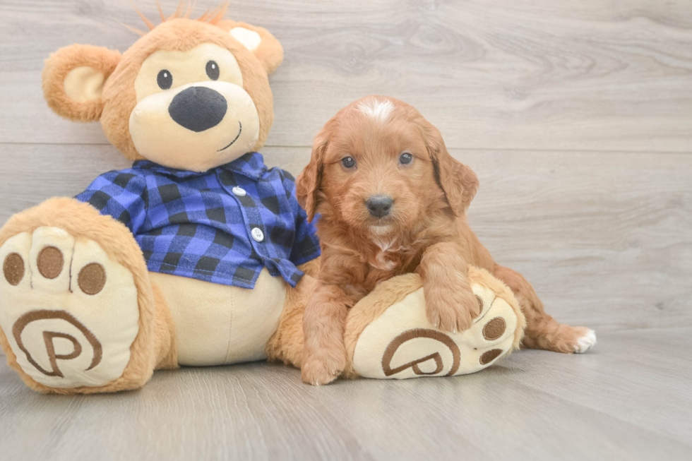 Meet Baker - our Mini Goldendoodle Puppy Photo  2/3 - Premier Pups Funny Mini Goldendoodle Poodle Mix Pup